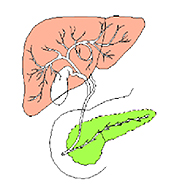 胆管・膵管の模式図
